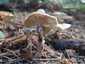 Lilás őzlábgomba (Lepiota lilacea), Budapest